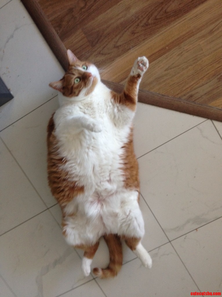 Cat Im a Kitty Cat and I Dance Dance Dance and I Dance Dance Dance D Ft. Zoe