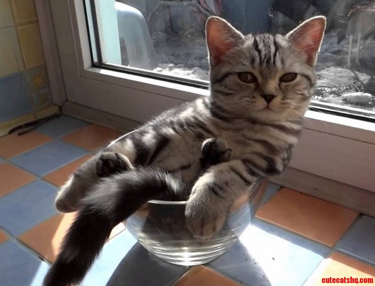 Cat in a Bowl