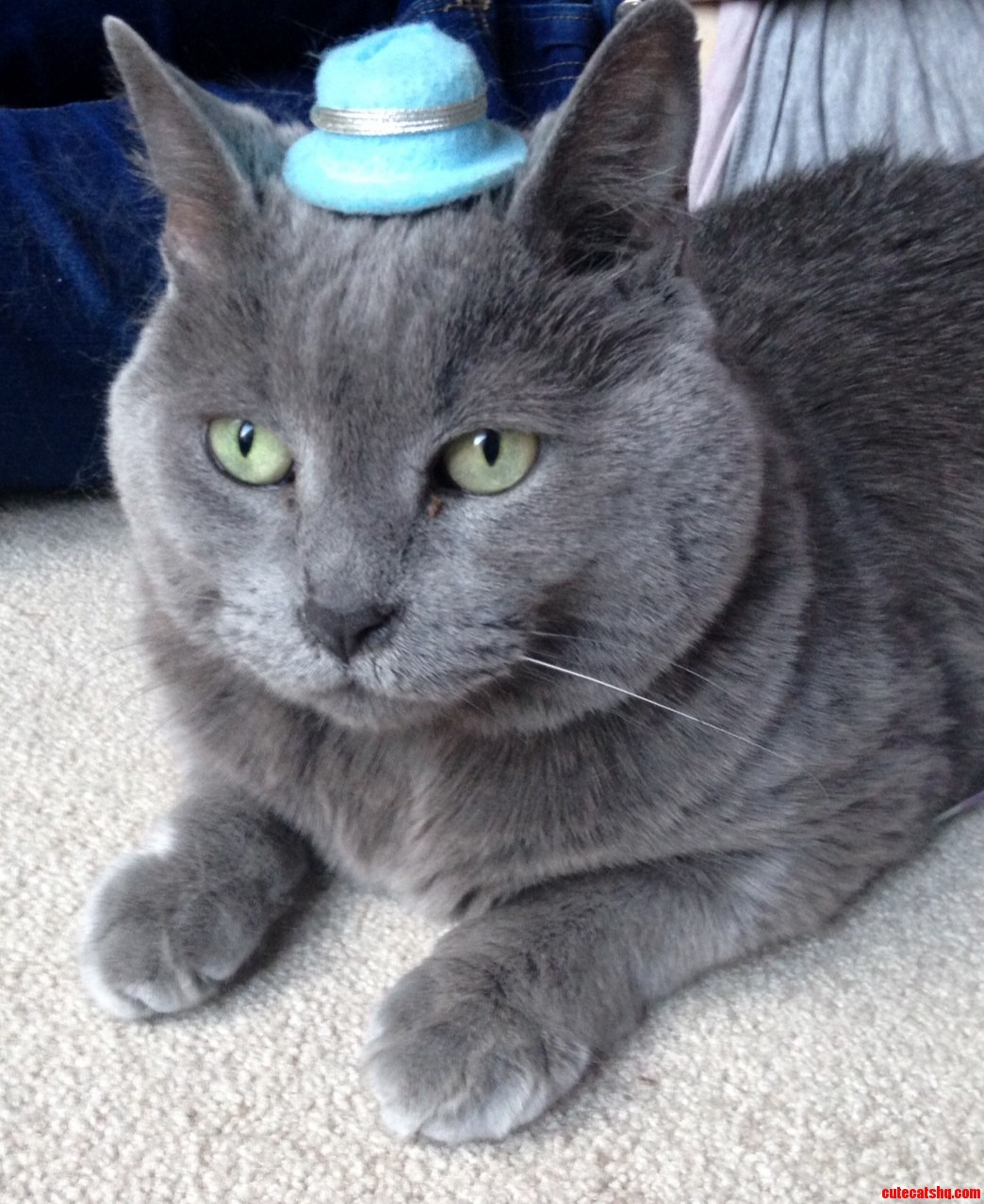 Cat in the Hat