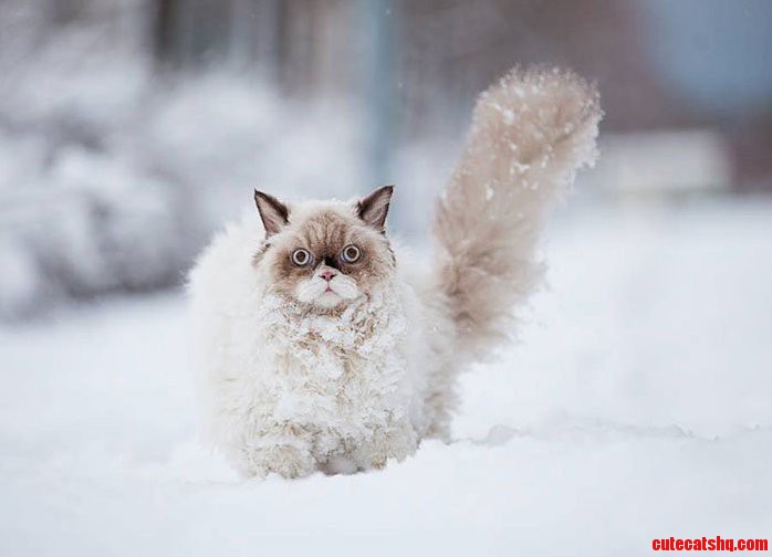 Cat in the Snow Is Crying Out for Help