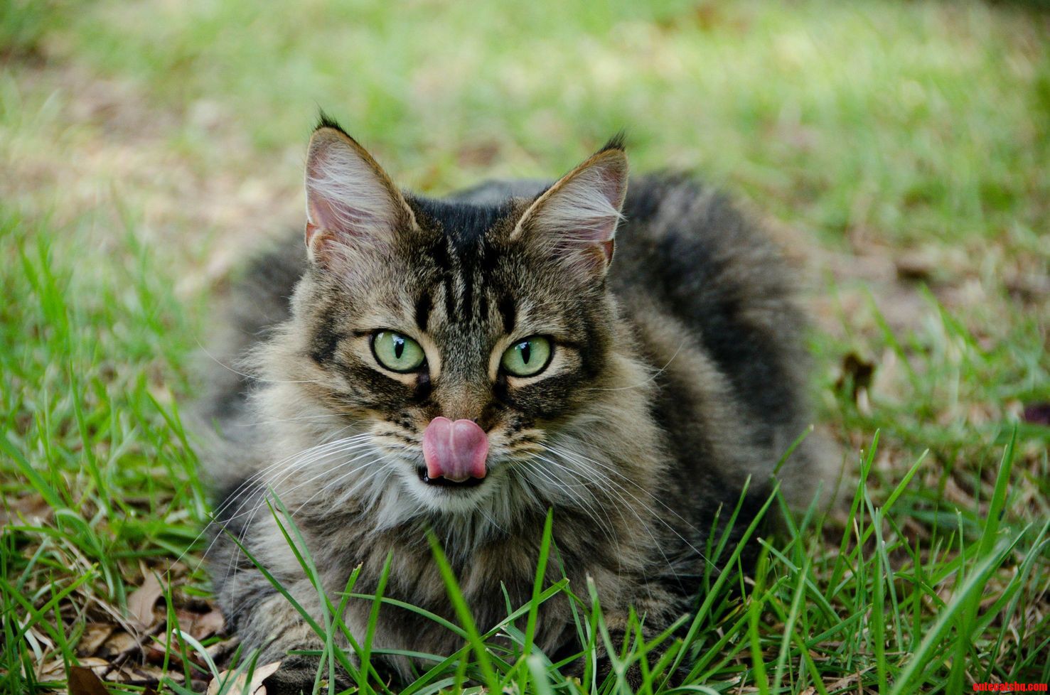 Cat Photo Shoot Outtake 1