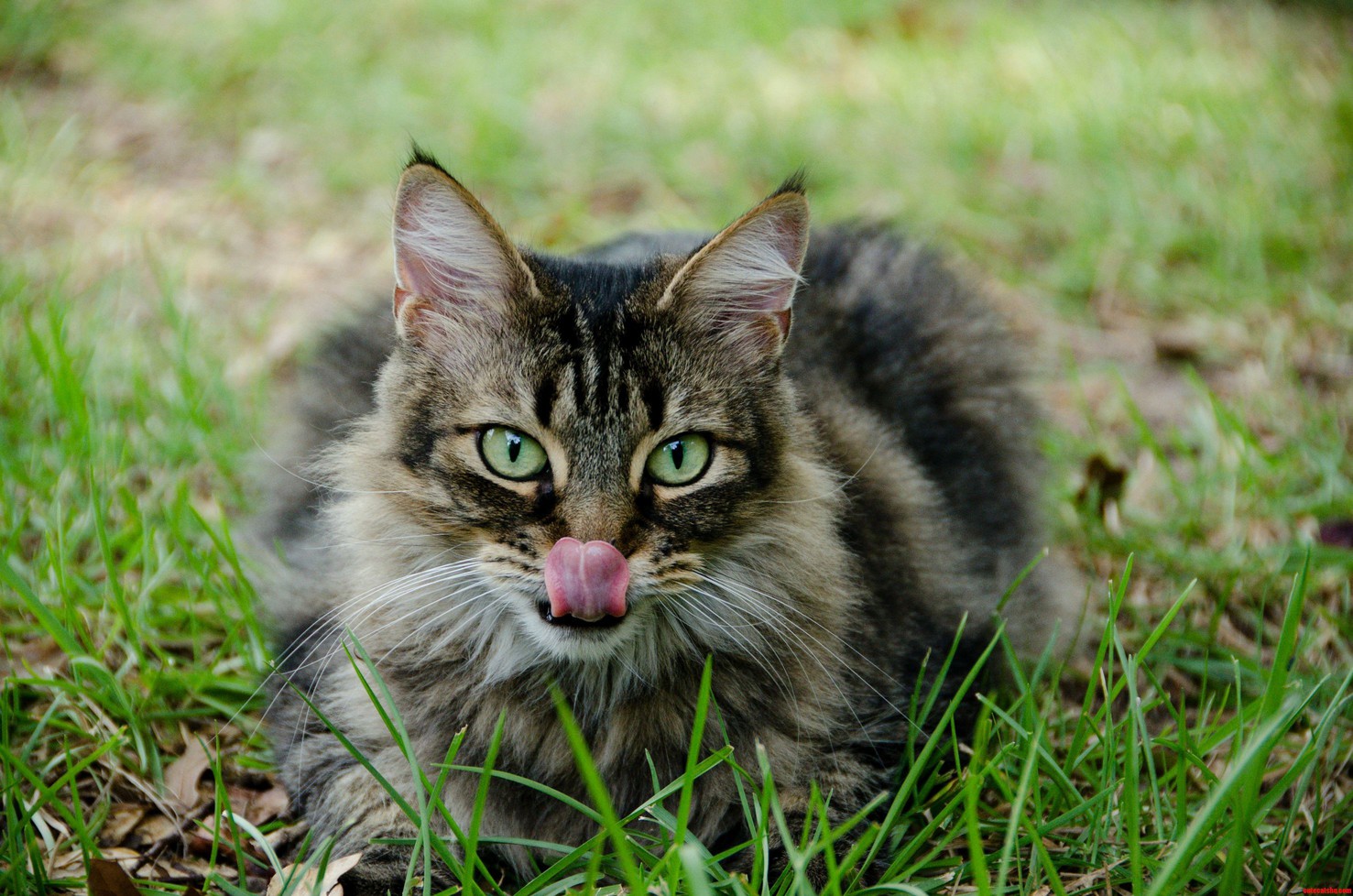 Cat Photo Shoot Outtake 1