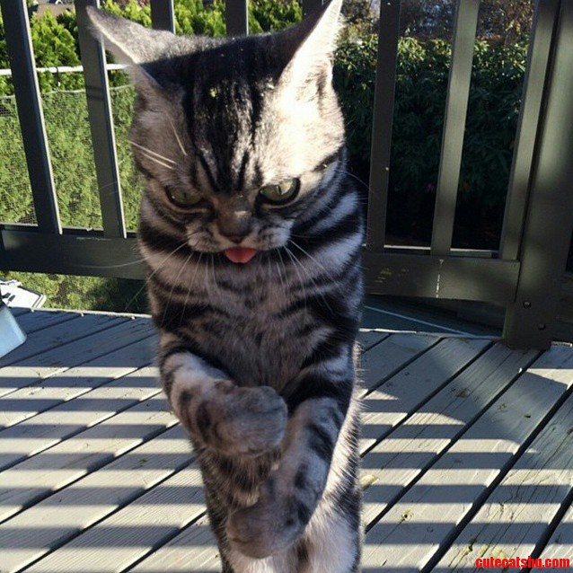 Cat Sticking Its Tongue Out...