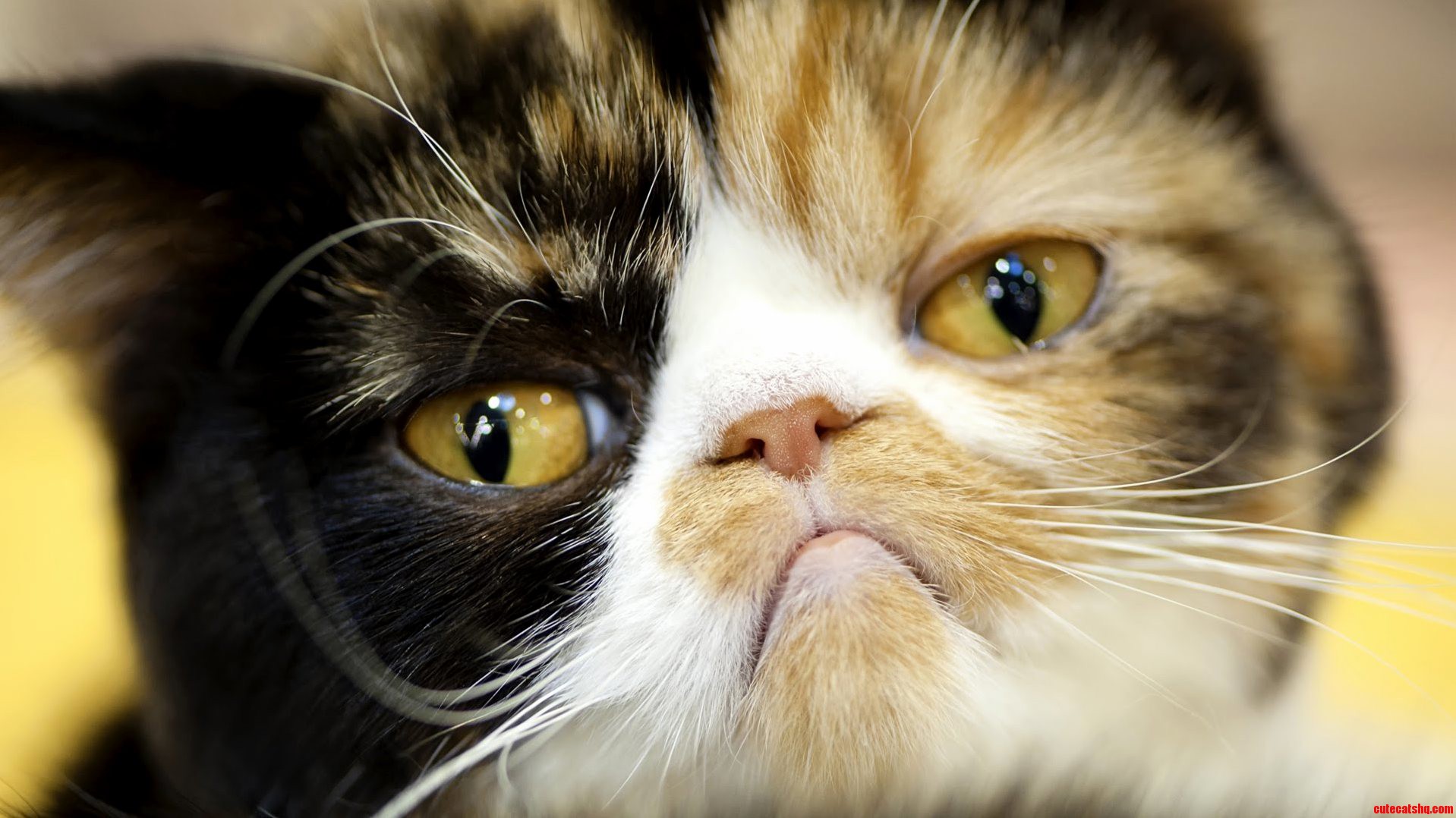 Cat Who Regret Everything