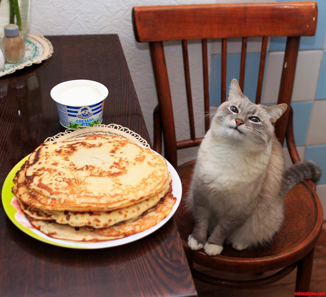 Cat with Blini.