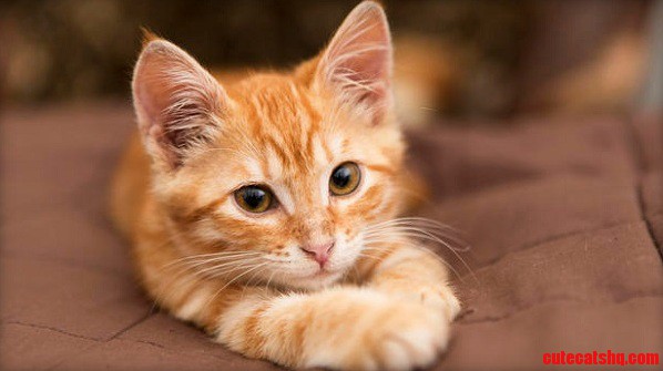 Cats Chat with Us Using Tails Whiskers and Winks