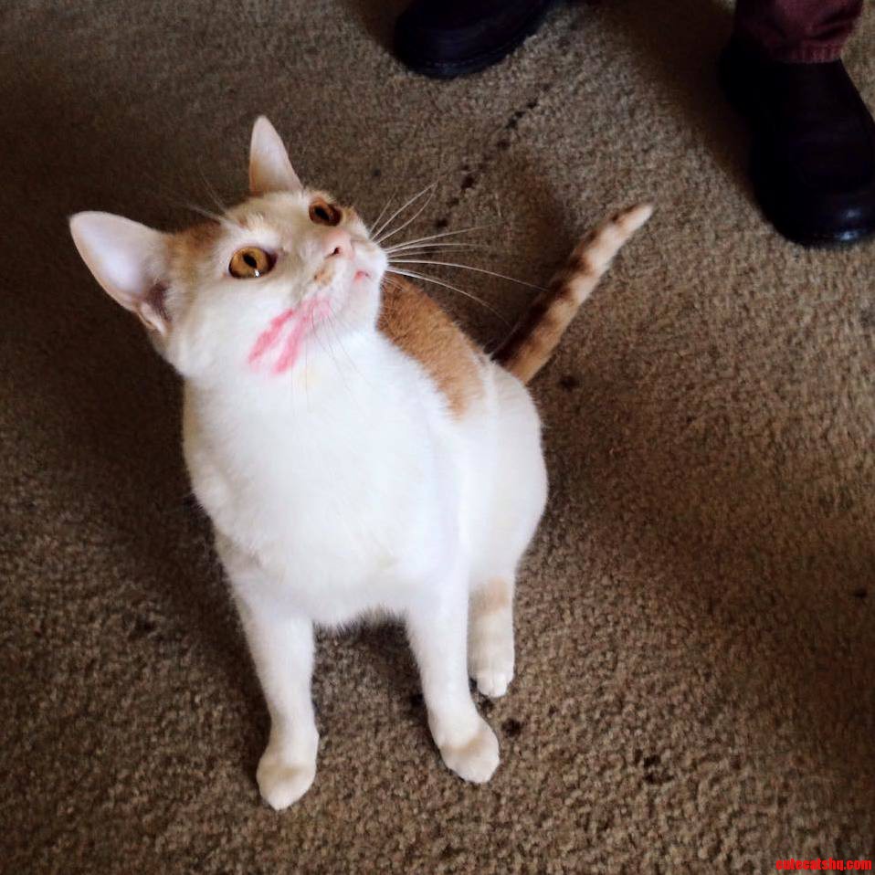 Cosmos Modeling My Favorite Lipstick.