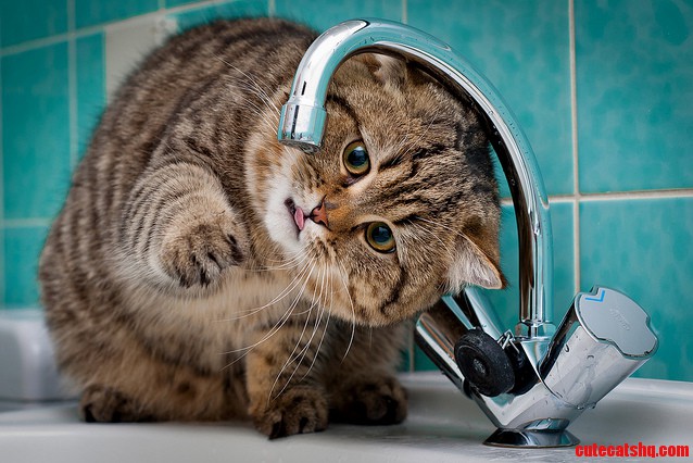 Curious Cat