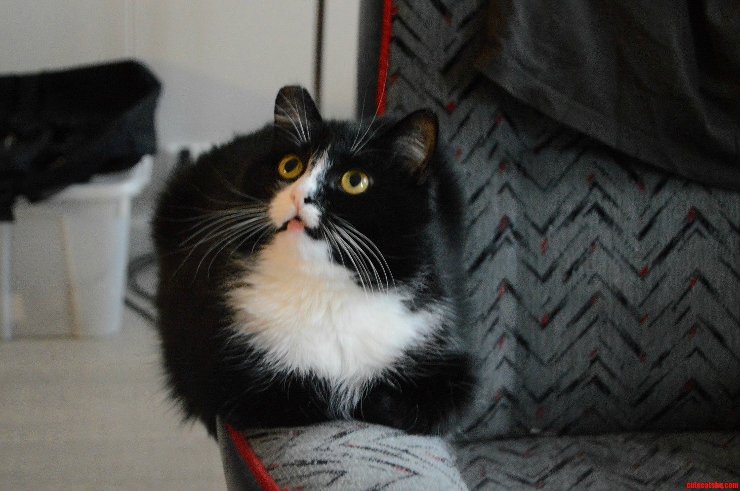 Curious Loaf
