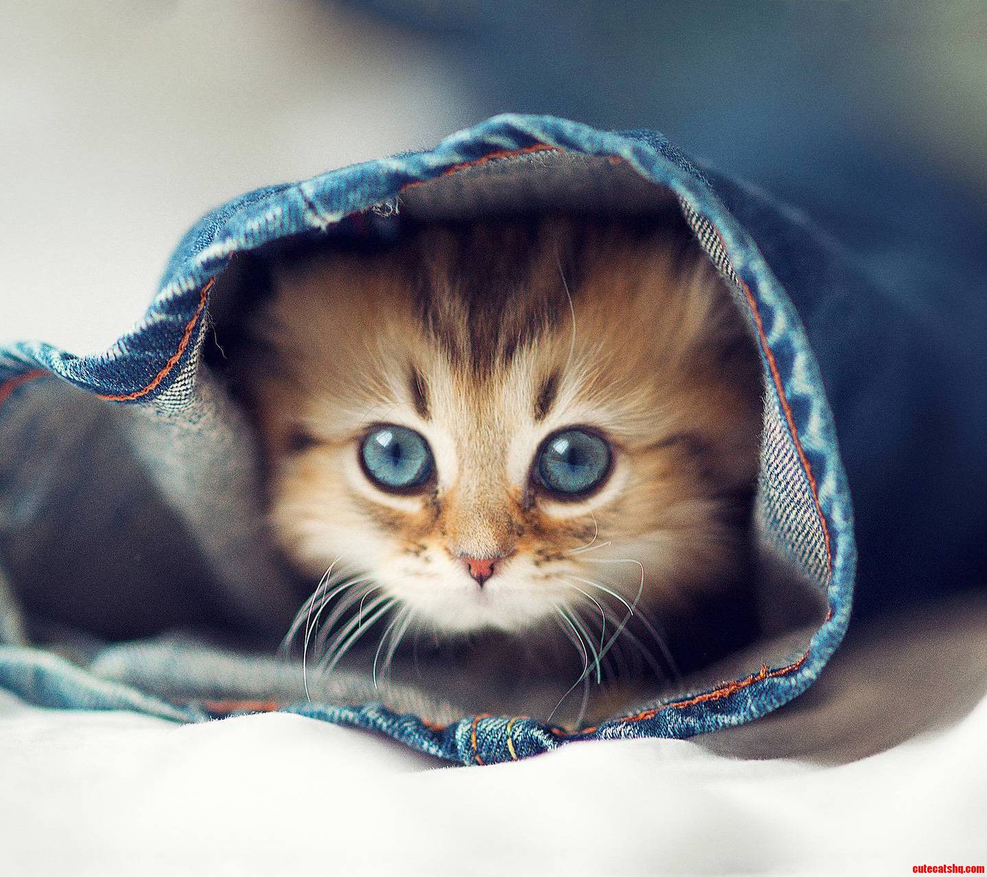 Cute Kitten