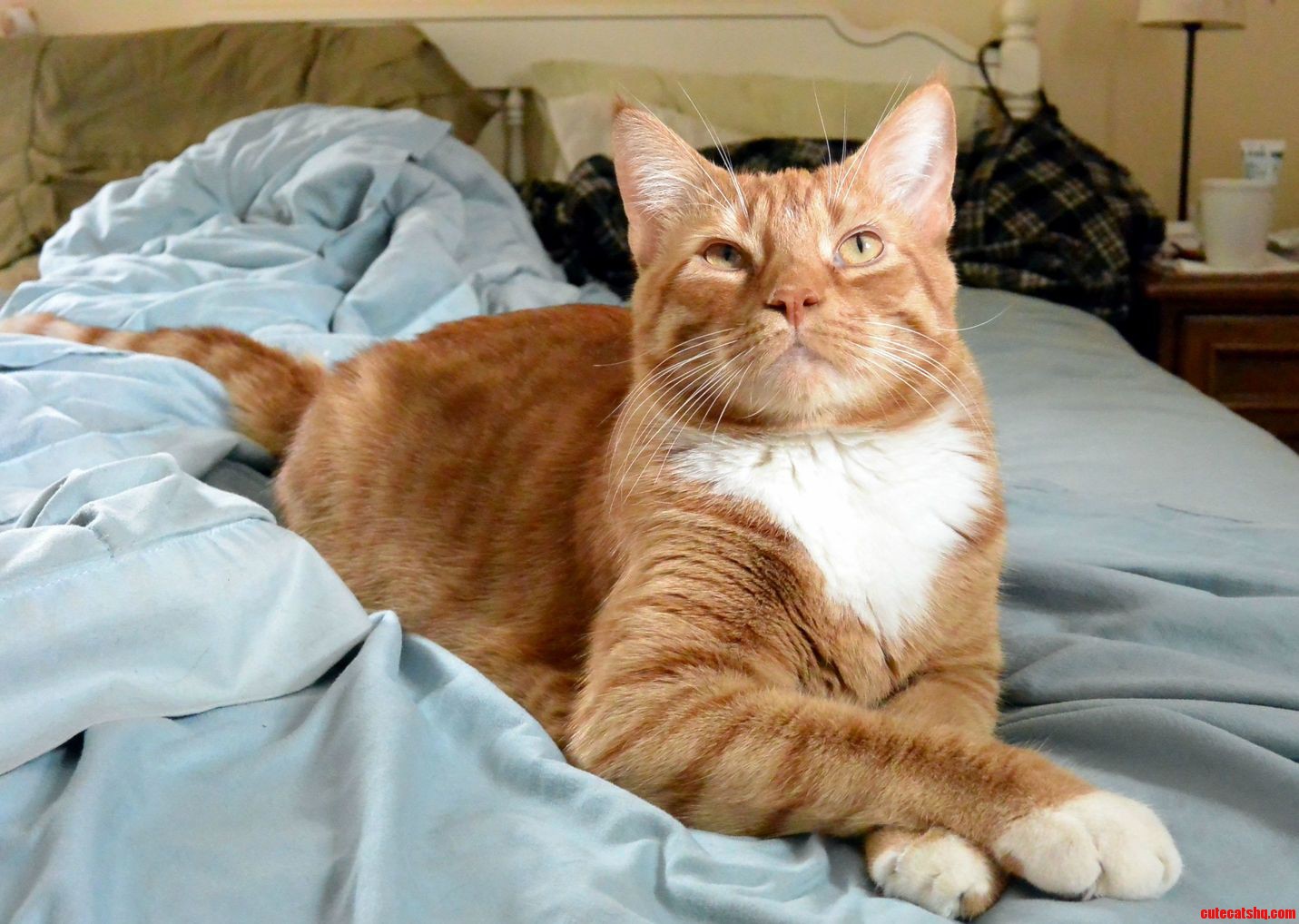 Deuce the Magnificent.