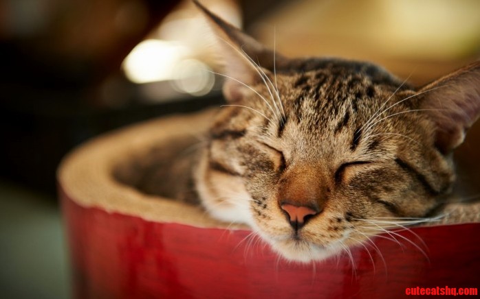 Dont Interrupt Me Its My Rest Time