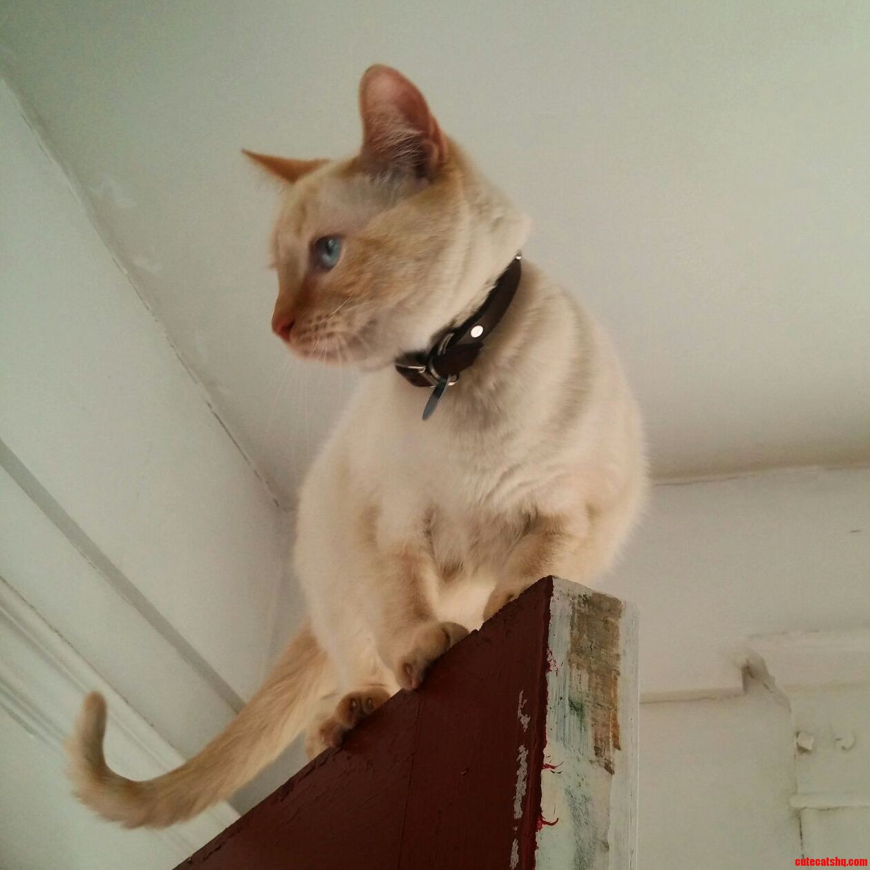 Door Cat
