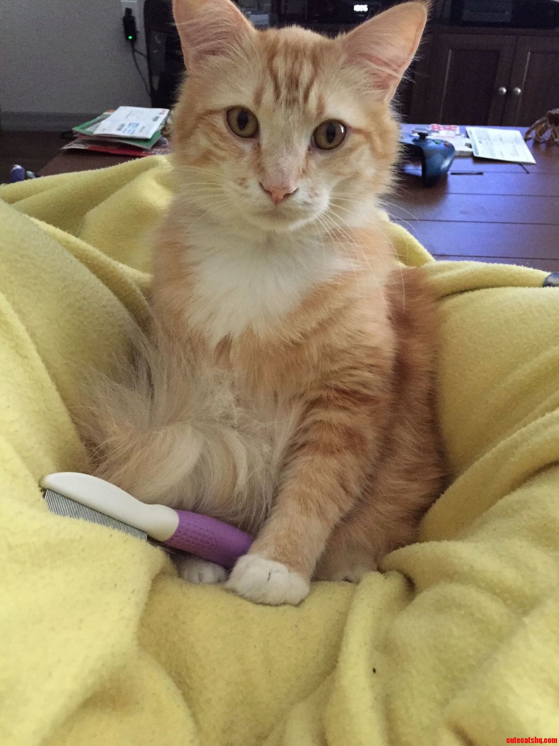 Duke Loves His Flea Comb
