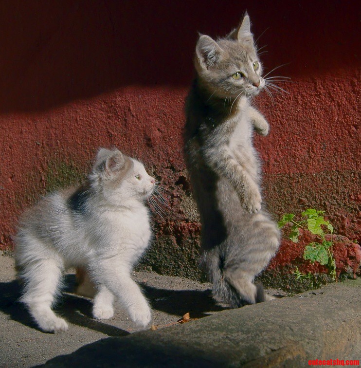 Evolution of Kitty