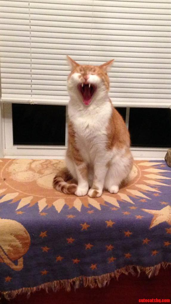 Figaro......figaro Lenny Hitting the High Notes.