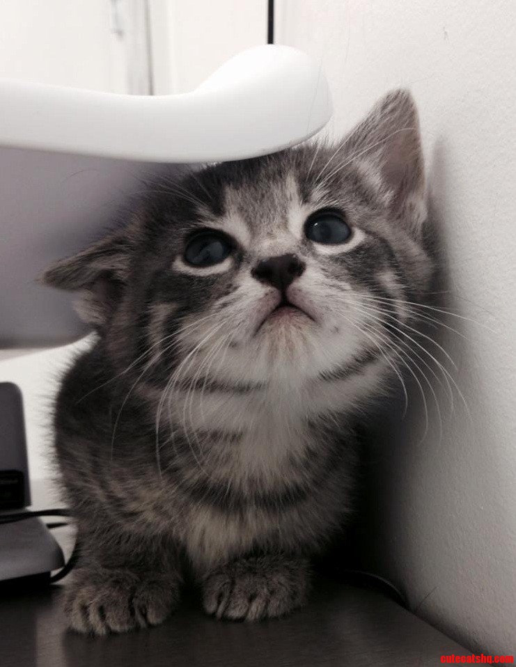 First Time at the Vet.