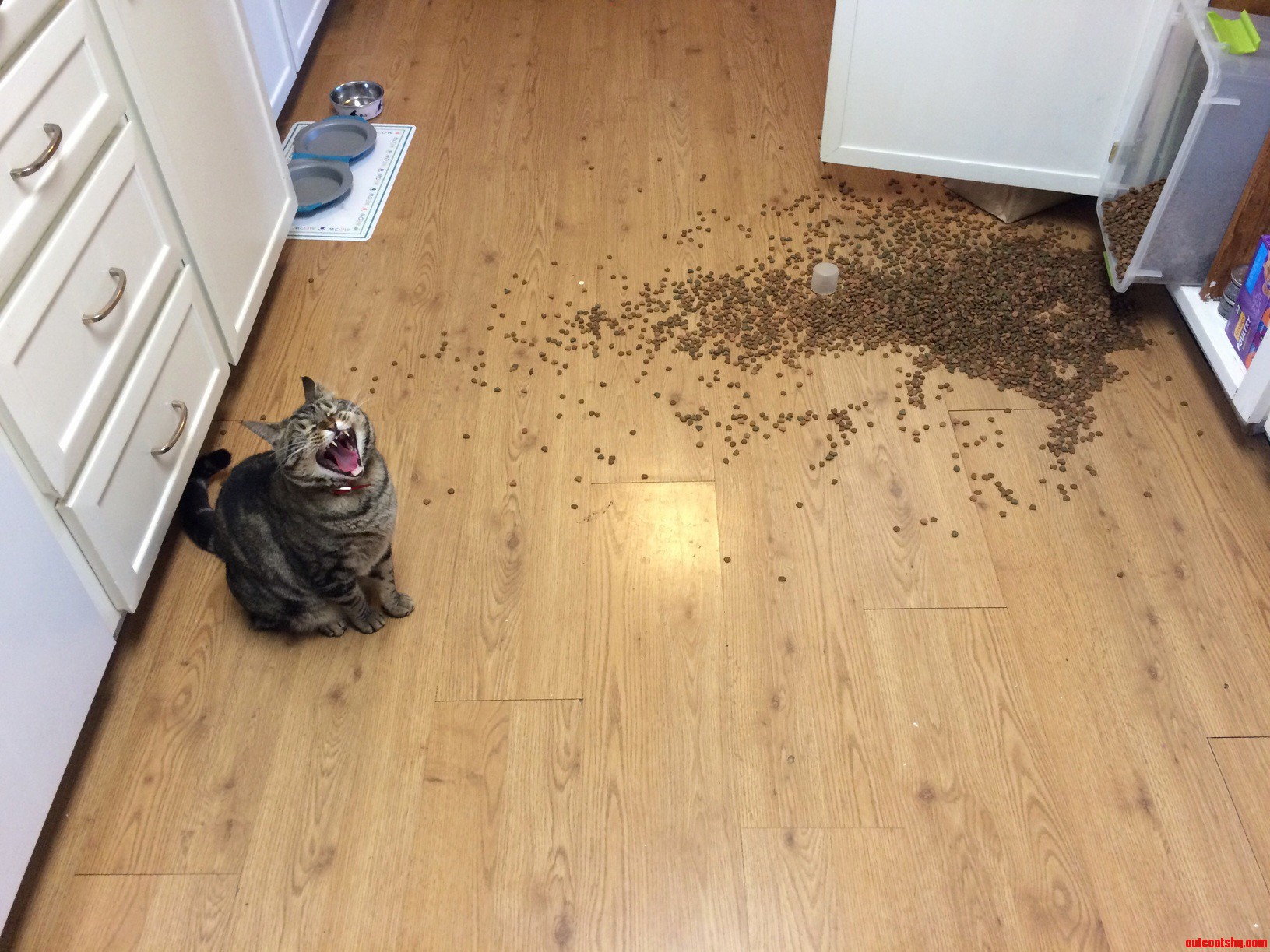 Fix My Food