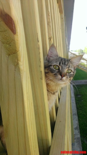 Friendliest Cat I Ve Ever Met