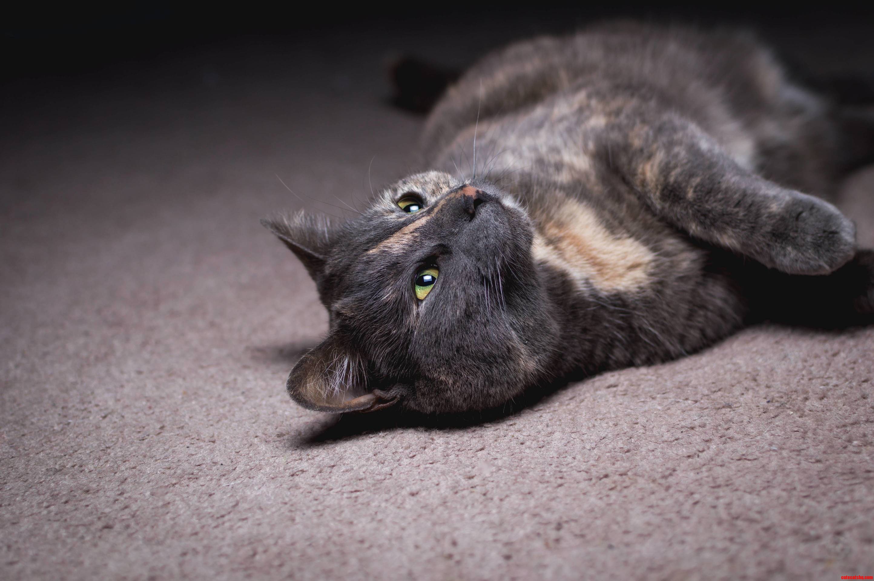 Gato Es Muy Bonita.