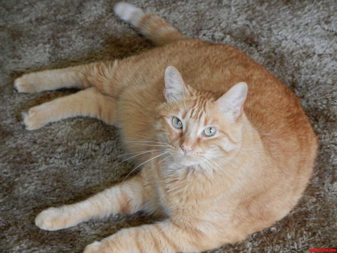 Ginger