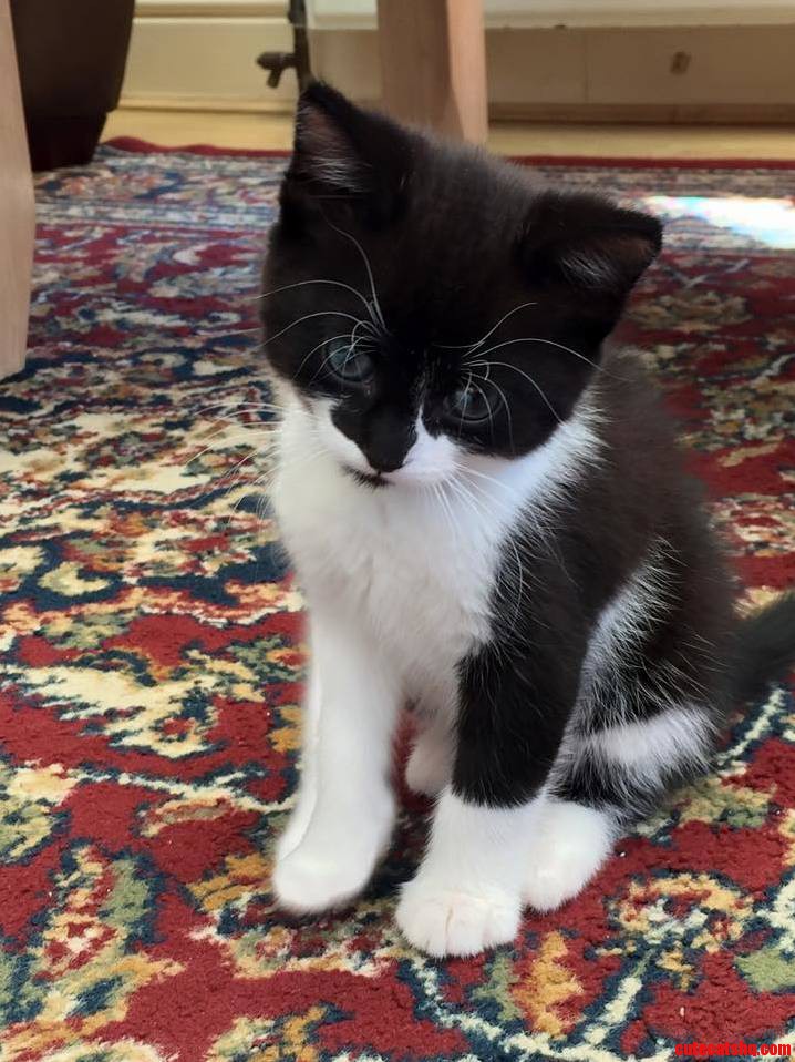Got My First Kitten Since I Was 1 Years Old Today Meet Luther