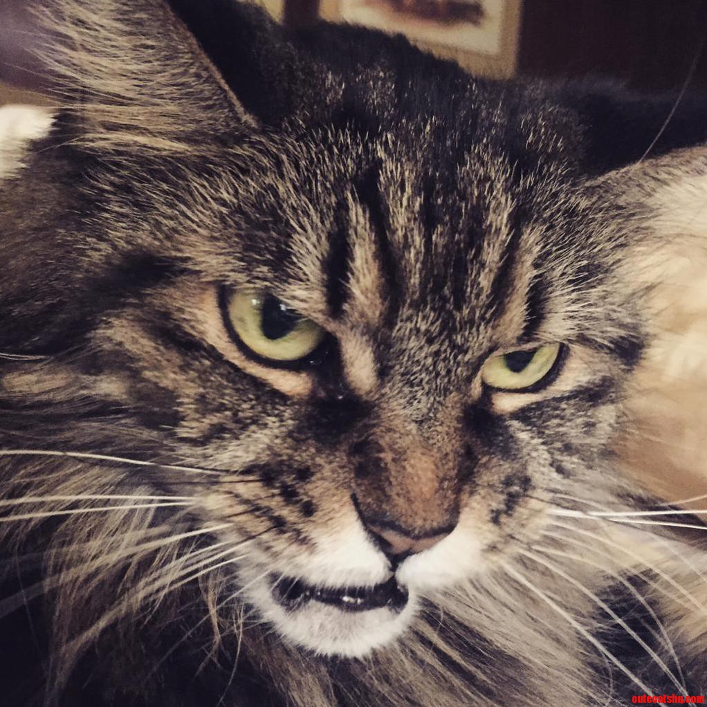 Grandmas Cat Sassy Is Such a Sweetheart.