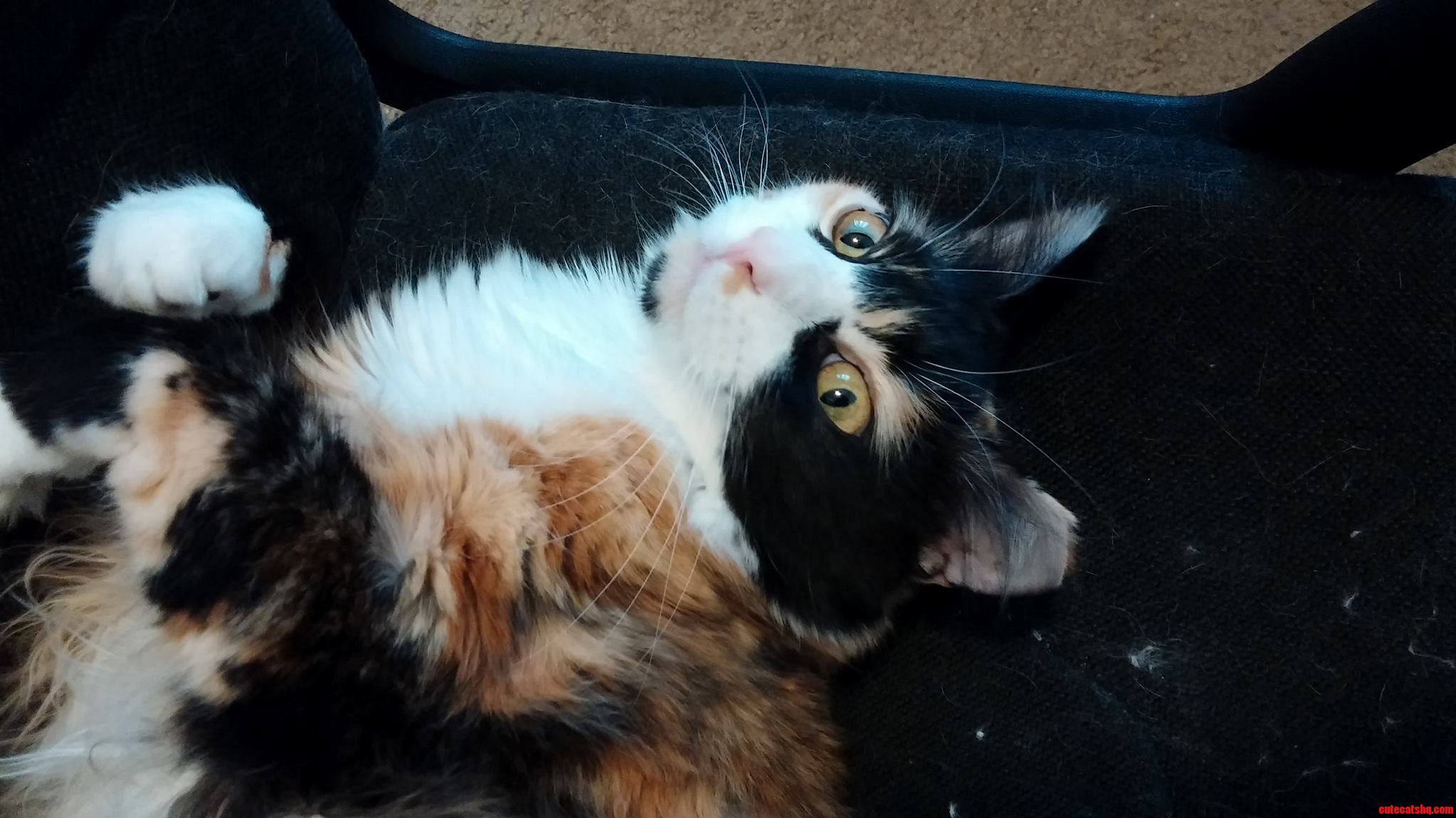 Hai 3