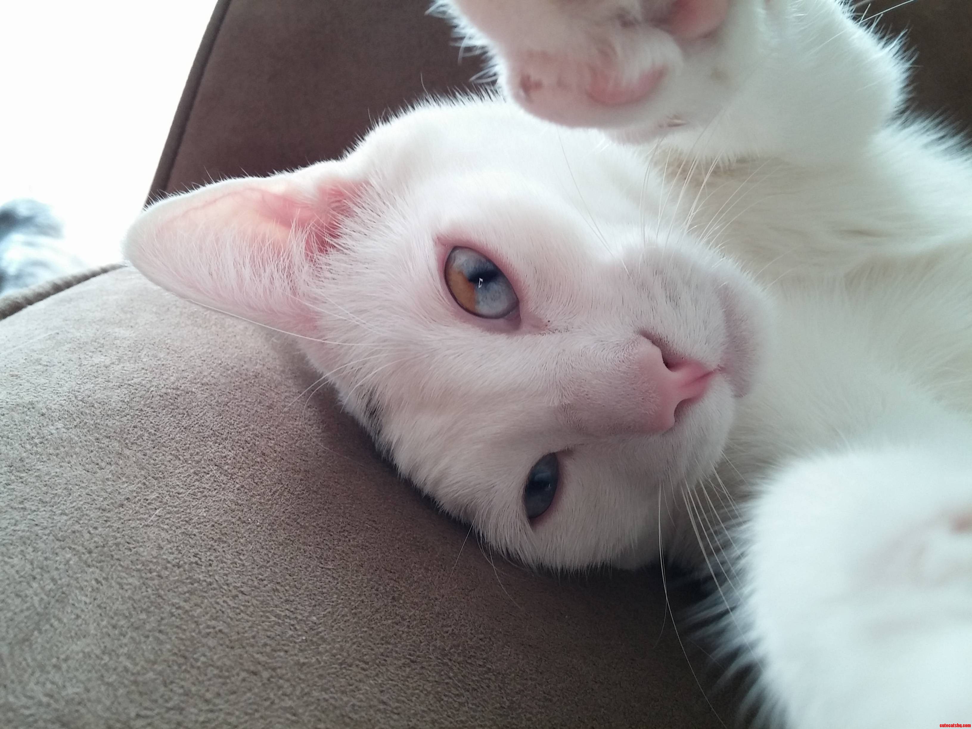 Happy 3rd Birthday My Odd-eyed Kitty.