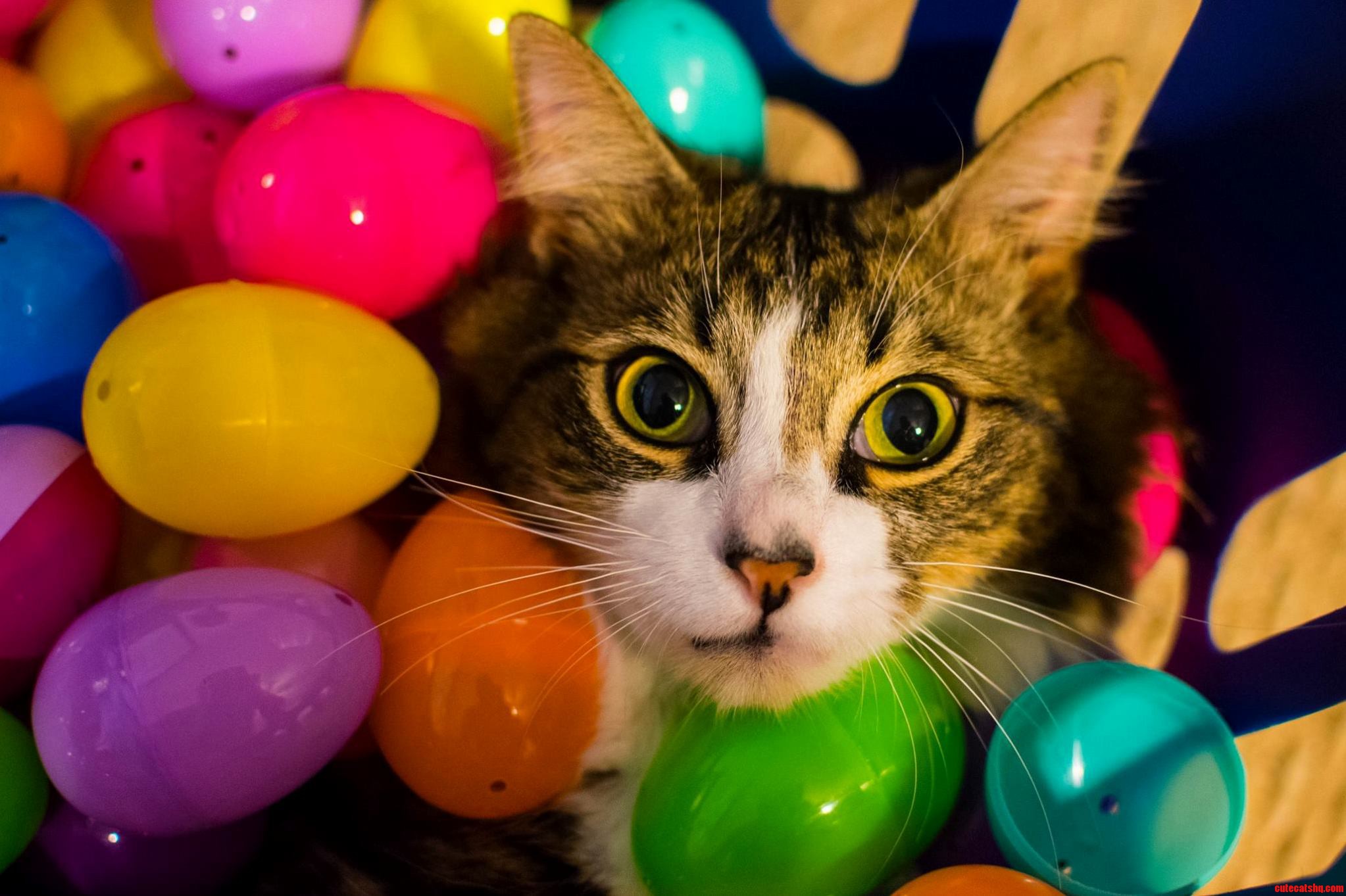 Happy Belated Easter from My 3 Legged Cat Ash