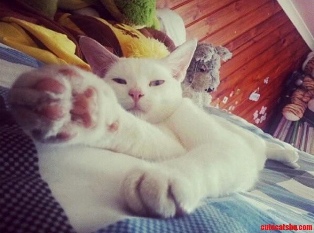 Happy Caturday.. Now Its Time to Get Up