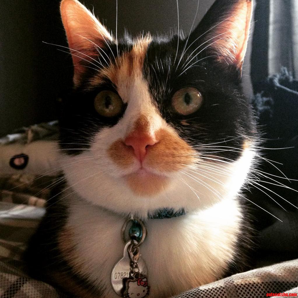 Harley Looking All Innocent Post Ankle Biting Spree