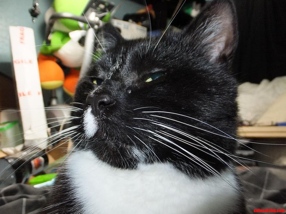 Harvey Cried Majestically.