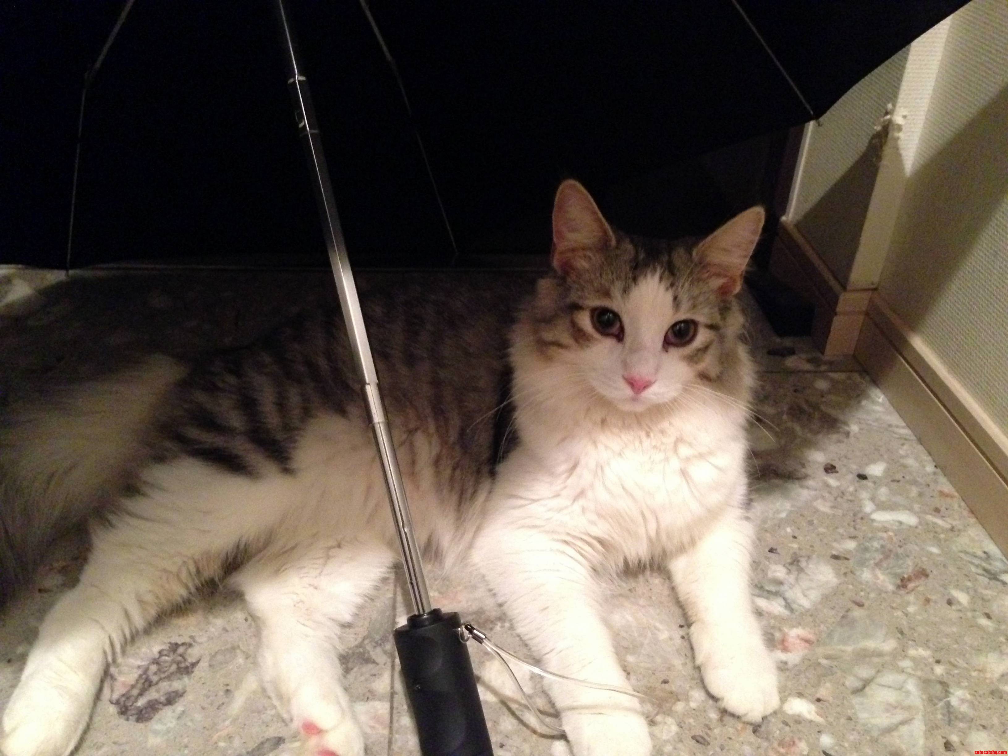 He Likes an Umbrella