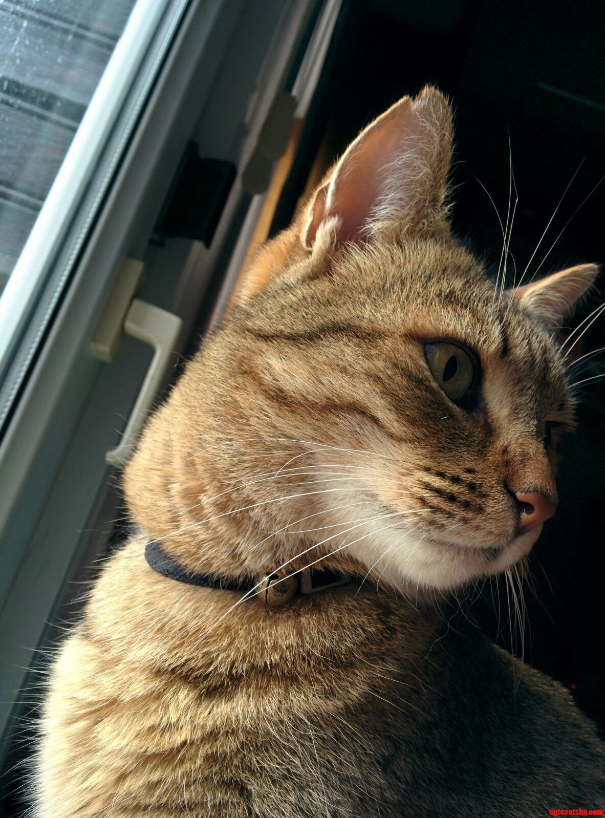 He Loves to Look Out of the Window...