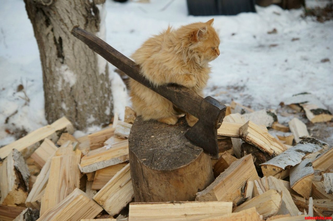 He Vowed He Would Never Get Stuck in That Tree Again.