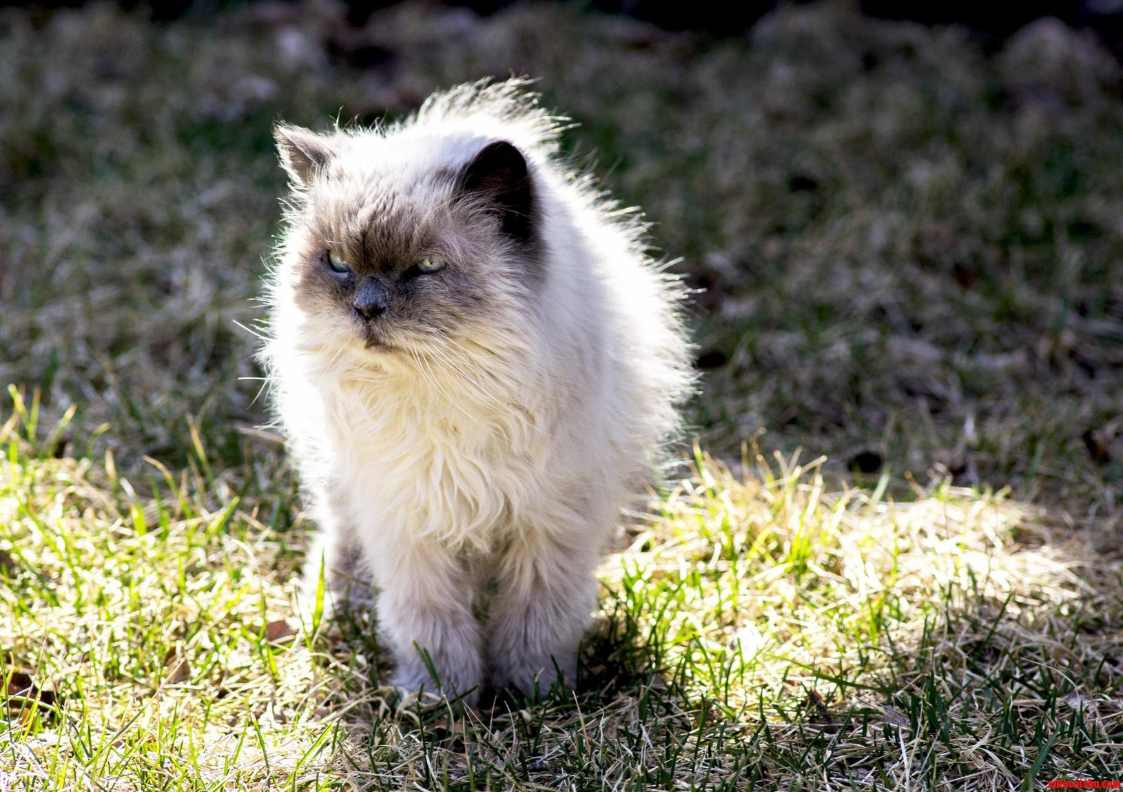 Hes 17 Has No Tail Struggles to Walk but Is Still the King of the Neighborhood.