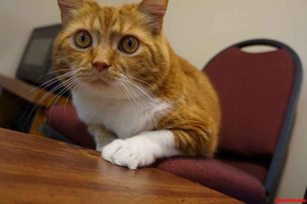 Hes Not Allowed on the Table So This Is What He Does Instead