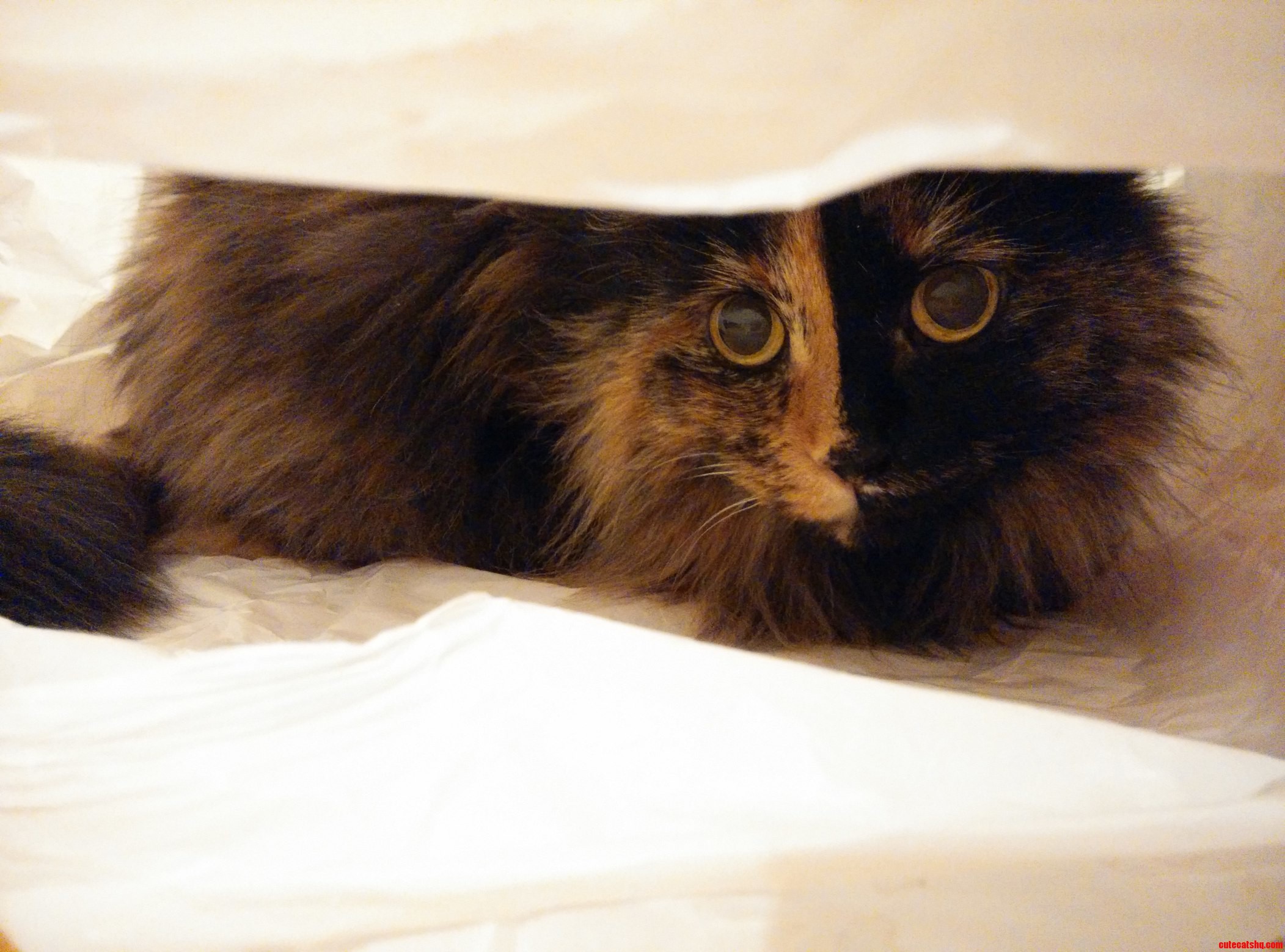 I Have Cat Trees Tunnels and Tents but a 20 Cent Shopping Bag Is Always Her First Choice.