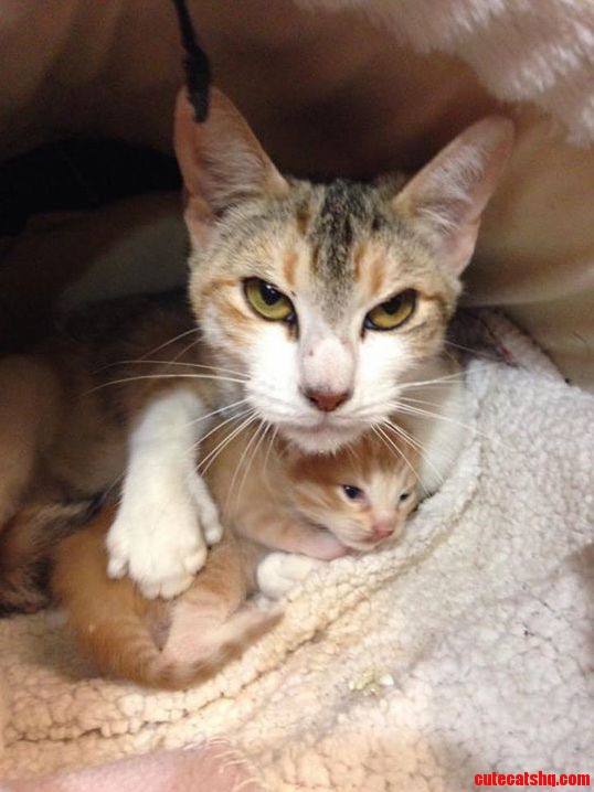 I Ll Keep You Safe Kitten.