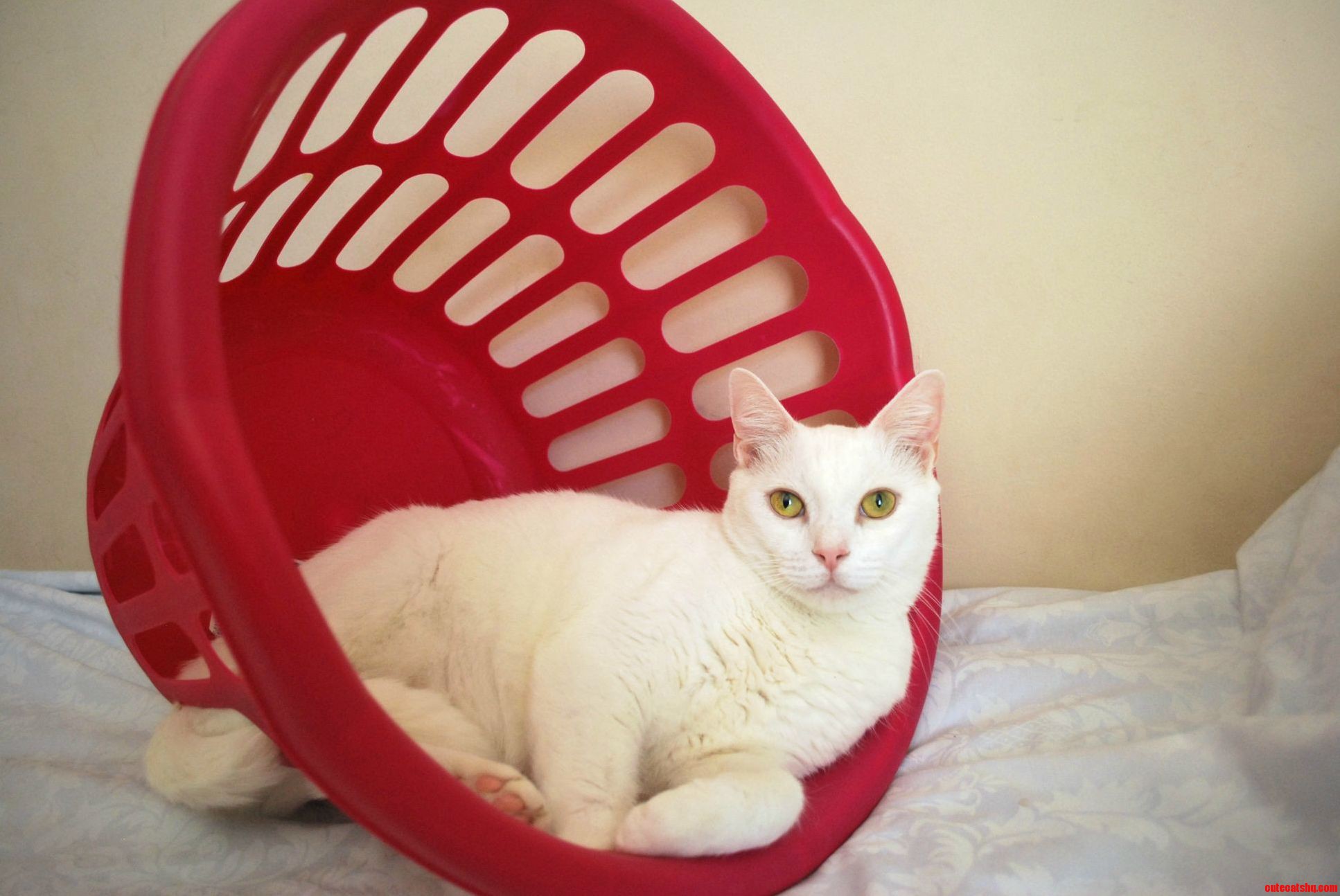 I See Your Potato Cat and Raise You Mine. Meet Gnocchi.