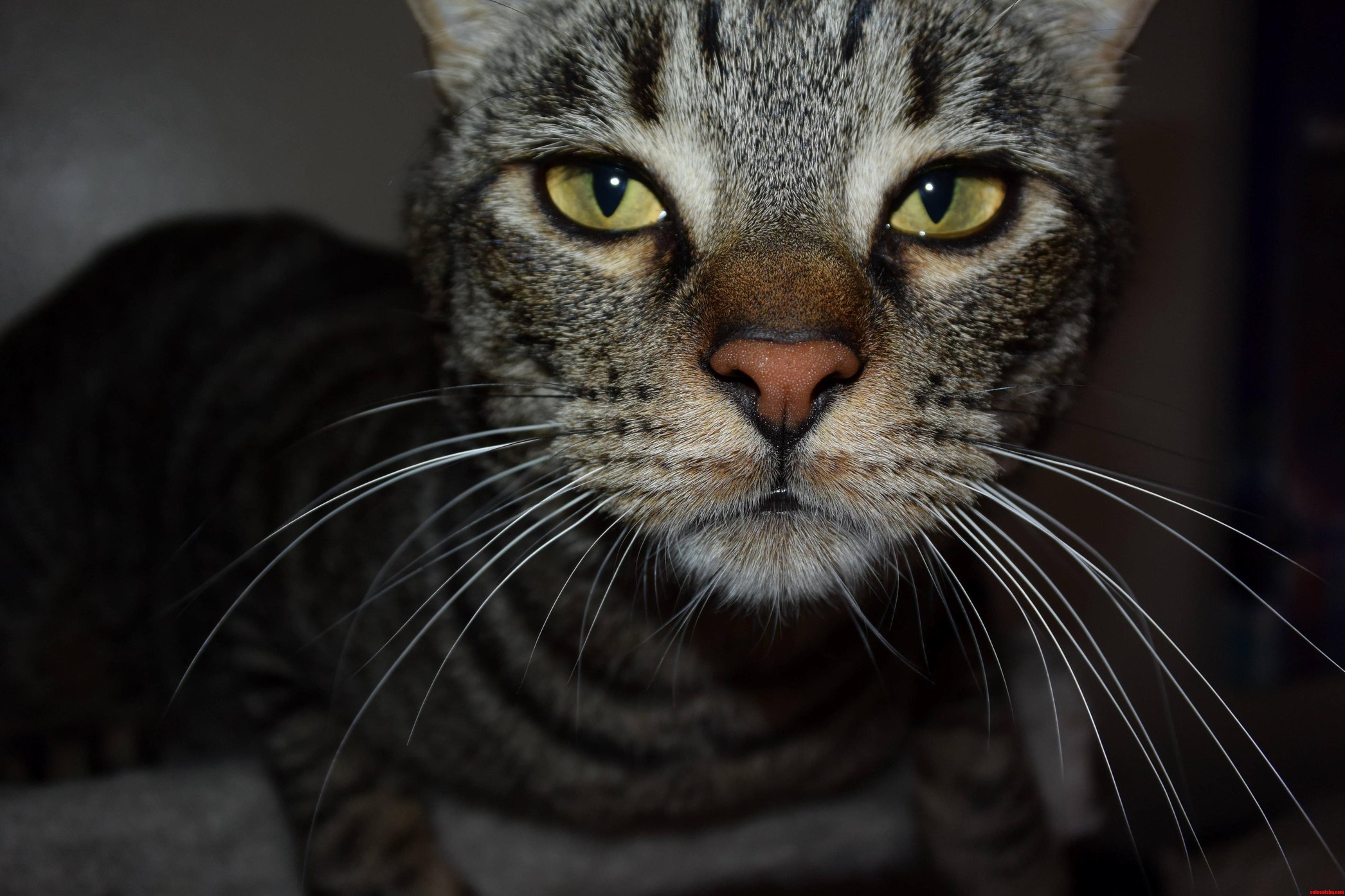 I Think My Cat Looks Like Snoop Dog.