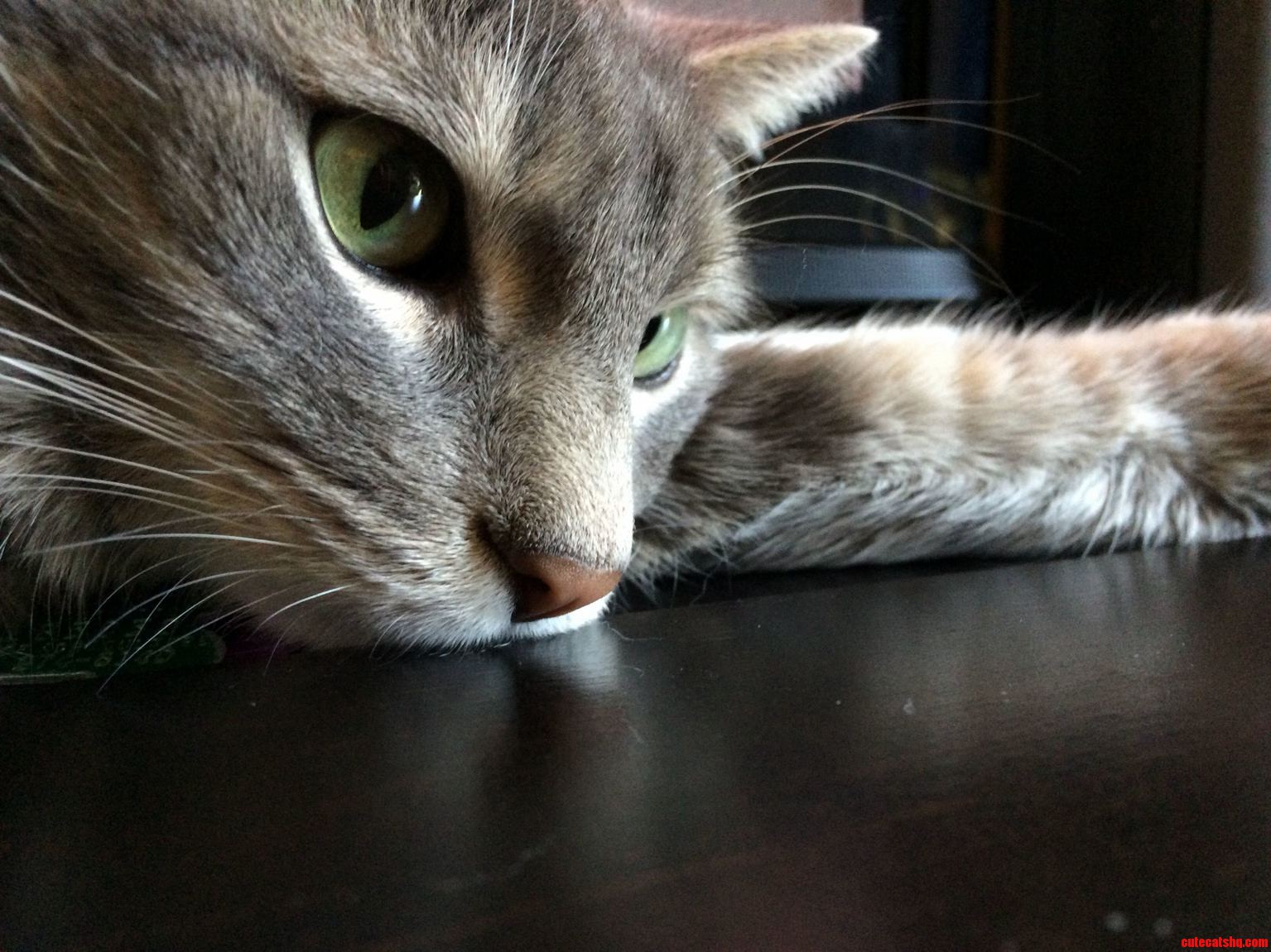 I Ve Never Seen a More Beautiful Kitty.
