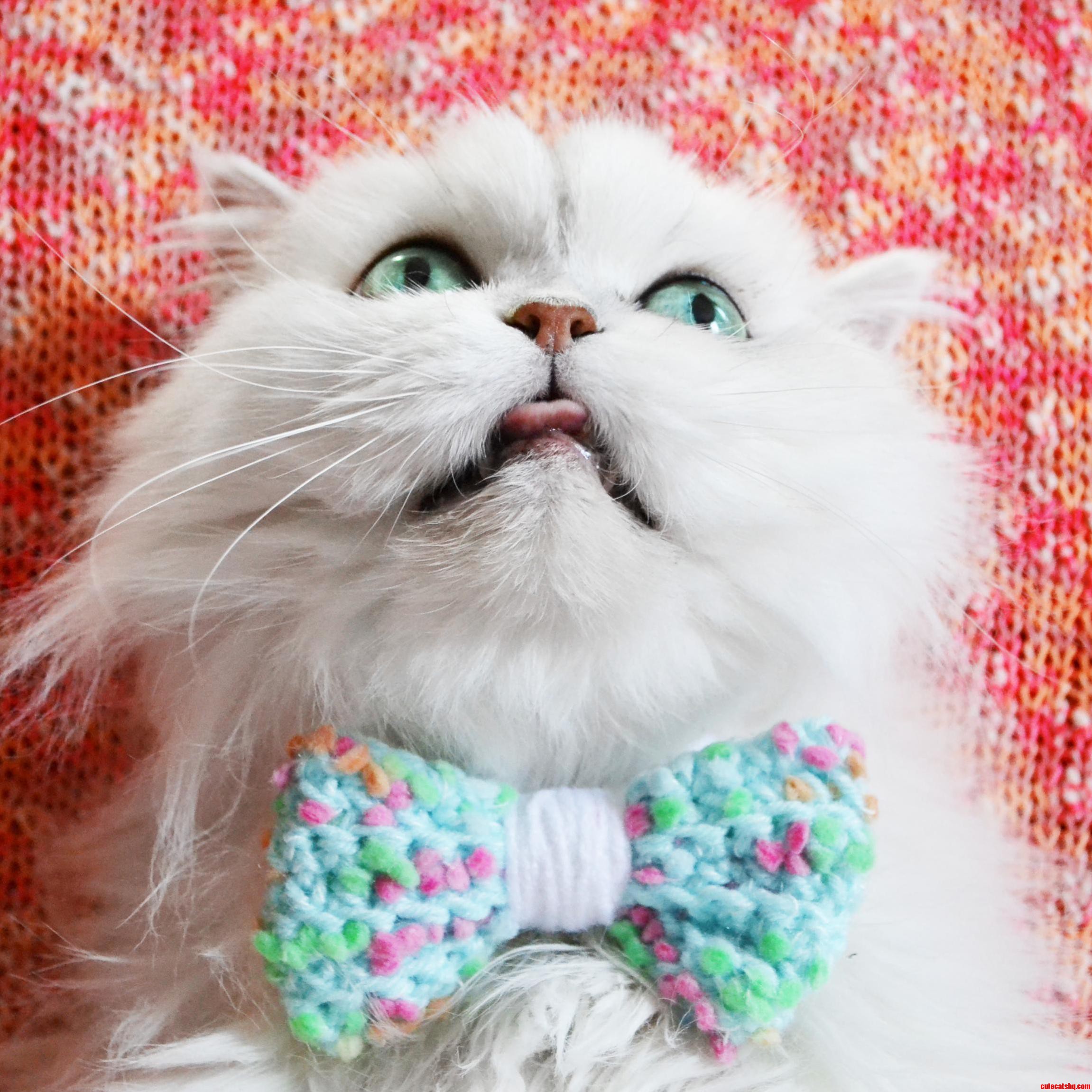 I Was Trying to Take a Nice Photo of My Cat and Her Bow Tie