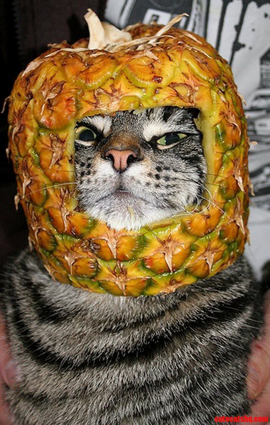 I Will Get You for This.
