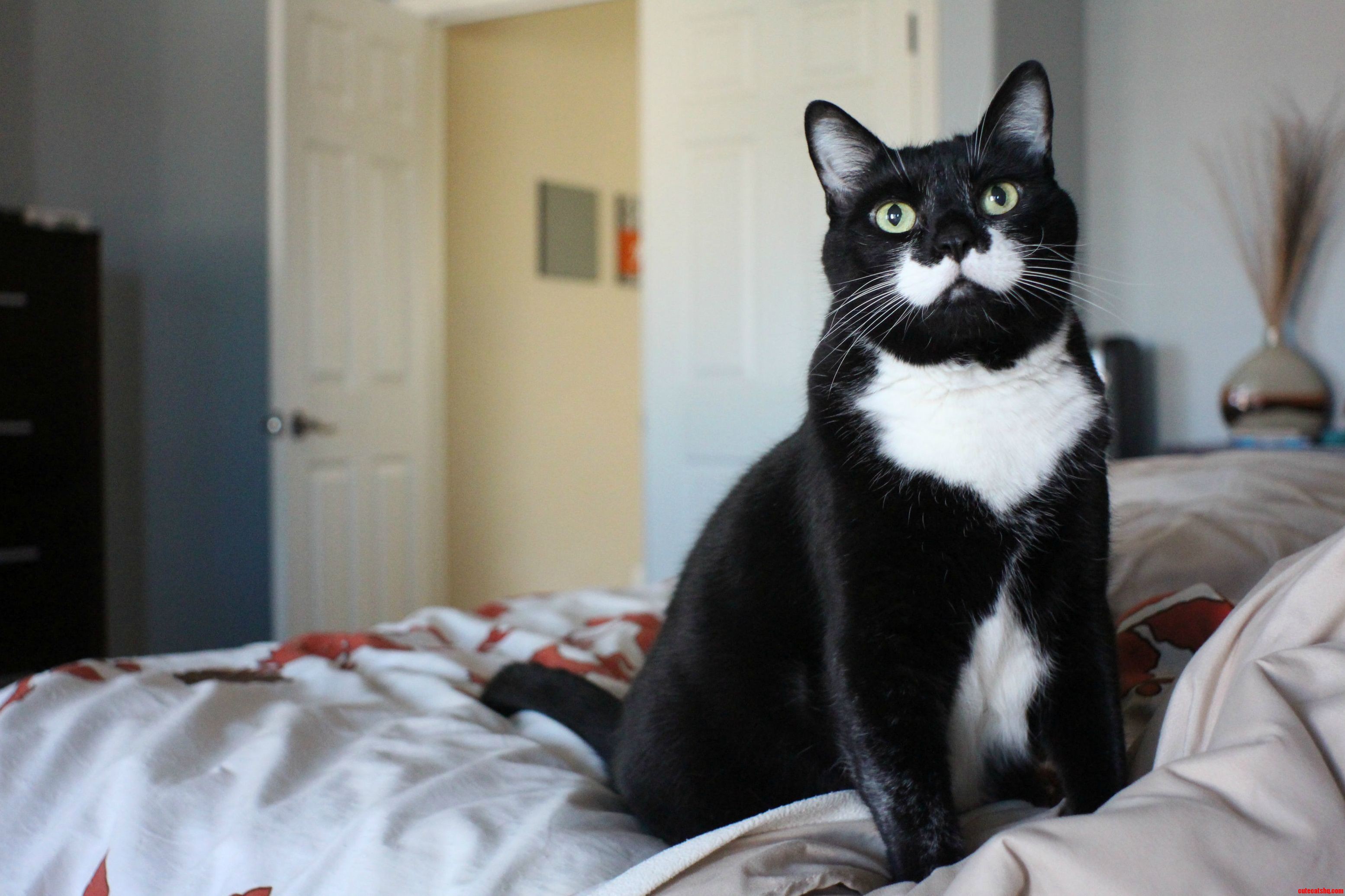 ID Like You to Meet My Cousins Cat Paco.