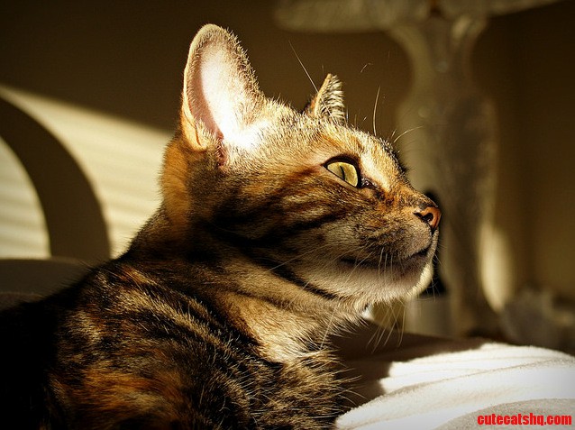 Im Not a Model the Camera Just Turned on My Cat Puzzle
