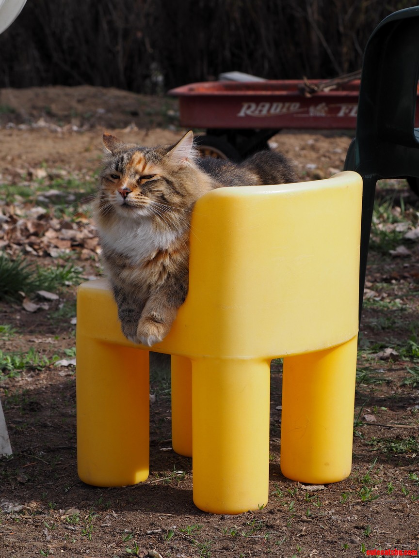 Ivy Likes Cat Sized Chair.