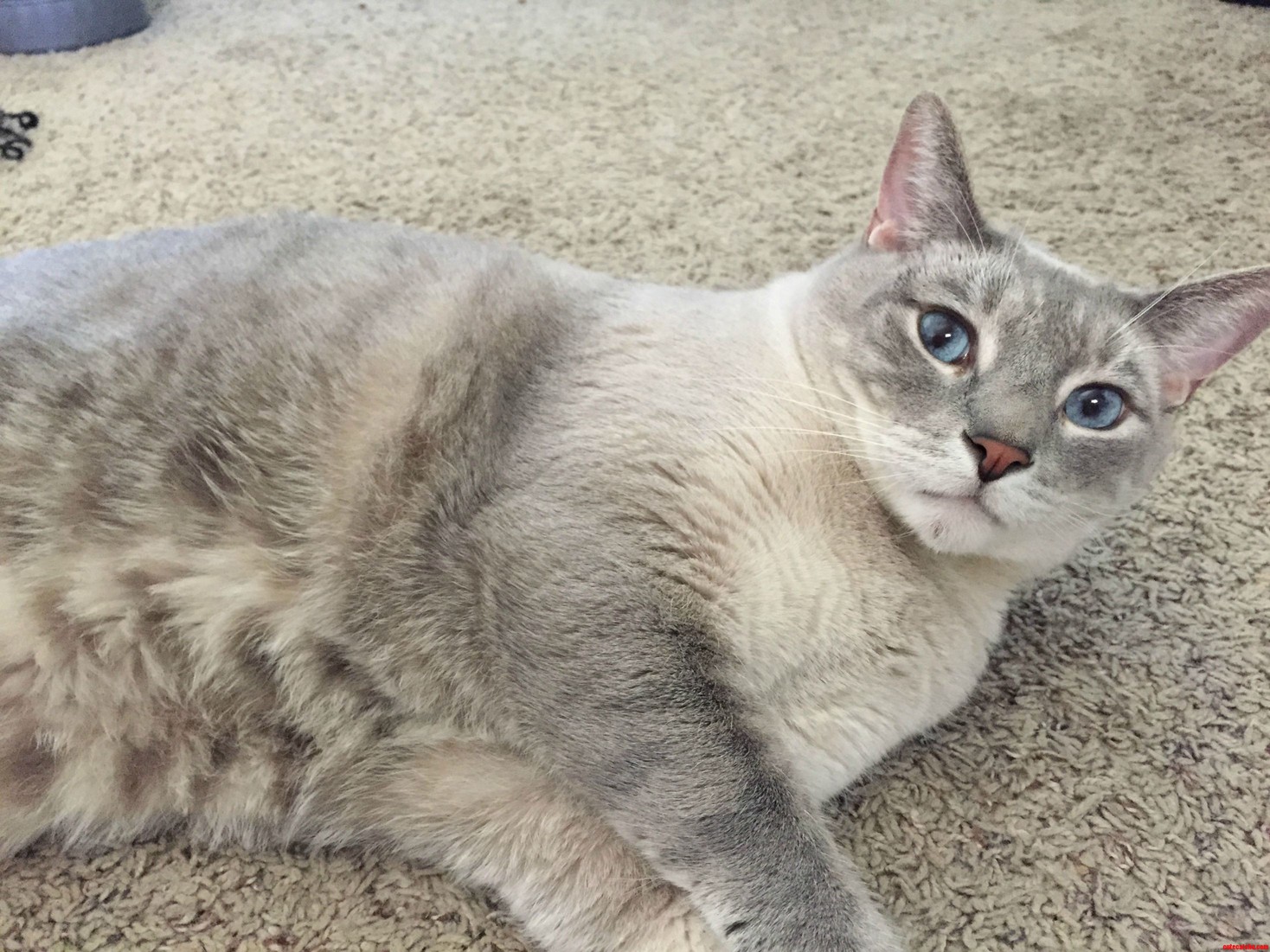 Jack the Lazy Cat