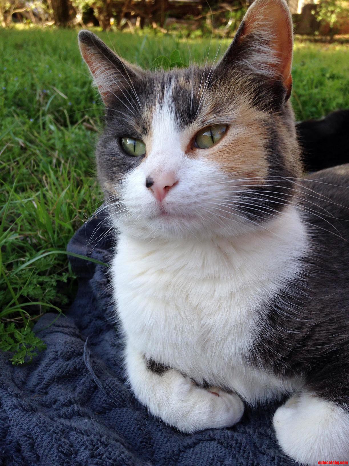 Just Hanging Out with My Neighbors Cat